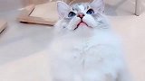 布偶猫：我这温柔乡，谁能挡得住，网友：价钱也挡不住！