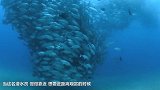 潜水员海底遇见鱼龙卷风 差点被卷飞
