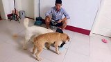 三只狗子每次吃饭都是一场恶战，自己的饭不香，抢的饭最香