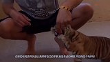 男子为测试自家老虎,把手伸进“虎口”里,让人意外的画面出现了