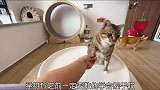 如何教猫咪学习打铃～