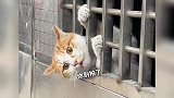 《十只笨蛋的猫咪想越狱》有九个会被卡头？