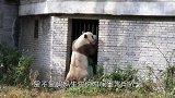 世界上唯一存活的棕色大熊猫，从小被妈妈抛弃，在秦岭地区被发现