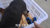 平背德牧幼犬半夜三更嗷嗷大叫，被大母狗咬破头顶昏迷不醒