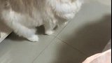 猫：铲屎的，你没事儿踢我干嘛啊！
