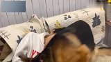 全网最暖德牧!见女主困了,小心翼翼地让女主靠在自己身上睡觉