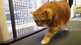 一只流浪猫是怎么浪成40斤的体重的？