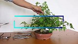 枫树盆景枝繁叶茂较普通，小哥下狠手剪光叶子，成品个性价值倍增