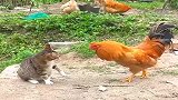 明知道公鸡炸毛了，猫咪还去招惹它，真是找打！