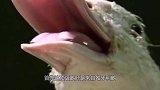 世界顶级美食“鹅肝”，看完它的喂养过程后，你还敢吃吗？