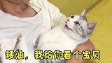 没有一丝武力就解决了问题，完美 萌宠  林有有  绿茶猫
