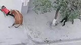 牛也欺负老实人，见人就顶