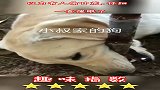 以为有人偷甘蔗，仔细一查傻眼了