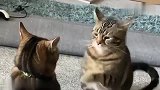 两只小猫打架，充分展示了什么叫做“暴风雨前的宁静”