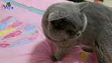 主人给大脑袋胖公猫量头围，引来众猫纷纷围观，猜猜它的头有多大