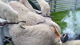 刚出生几天的小羊羔，就被逼“断尾”！这样是为它们好？