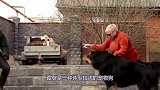 全世界最大藏獒王，有东方神犬美称，老虎在它们跟前秒变“小猫”