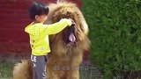 全世界最大藏獒王，有东方神犬美称，老虎在它们跟前秒变“小猫”