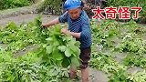 田地里种草，太奇怪了