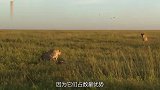 生命之轮：猎豹被一群鬣狗抢食爬上树认怂,场面十分尴尬
