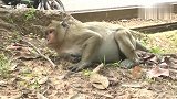 母亲生孩子有多痛苦？看看这只母猴就知道了！