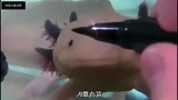 搞笑段子人靠衣装马靠鞍，谁出门还不化个妆啊！