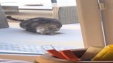 不要试图猜测本主子的心意！