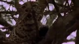 花豹从鬣狗手上拯救小猴，瞬间母爱泛滥！