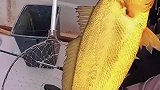 刚钓的大金鱼，能换一套房子