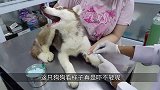 狗子们害怕打针，模样十分搞笑，镜头记录全过程！