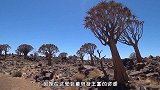 对自己最狠心的树，生长在干旱的沙漠，为了存活经常“自我截肢”