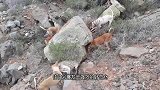 几条土狗围攻巨蜥，被咬一口就口吐白沫，镜头拍下全过程