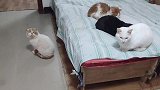 收养了六十多只流浪猫，每只被救的猫咪都有自己的名字和经历