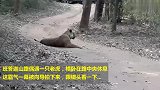 山路偶遇一头老虎，横卧在路中央，从眼神看有杀气！