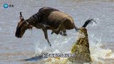 母角马被鳄鱼一口咬住，关键时候神奇一幕出现，镜头记录精彩过程