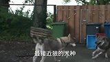 最接近狼的犬种，有狼的特性，可刚可柔！
