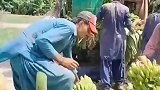 香蕉装车现场，人多力量大