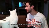 猫咪跟交警一样举起手拦住车，好让小鸭子过马路，这猫怕是成精了