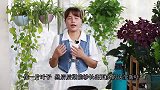 养一叶莲，做好4点，长得快开花多
