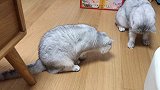 猫咪担心玩具被同伴抢，用嘴叼起玩具就跑，喵：这是我一个人的