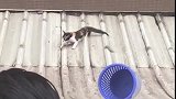 猫：还是好心人多呀，终于得救了！
