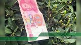 生性豪爽！1岁幼儿趁父母不在 翻出2万元从26楼撒下
