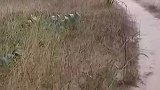 村民上山采山货，偶遇山神爷
