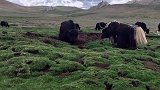 精彩的高原牦牛争霸