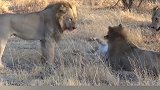 三只雄狮残害一只外来母狮
