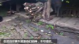 尼泊尔高山族人在牛棚里做饭吃饭，网友：他们吃那一盘我要吃一天