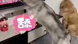 二哈见电视里红烧肉狂舔屏幕