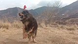 这种獒看起来长得不咋地，面上不够霸气，实际上这狗干架非常猛！