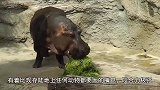 河马在水里玩得不亦乐乎