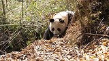 全球首例野外产仔大熊猫成功回捕 “乔乔”及其幼仔被收回